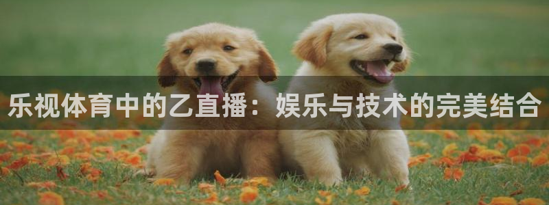 玩球直播网站：乐视体育中的乙直播：娱乐与技术的完美结合
